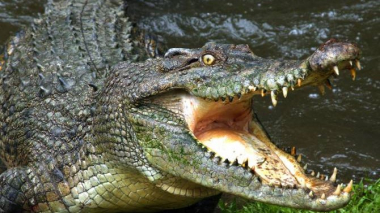 Ավստրալիայում կոկորդիլոսը հարձակվել է ձուկ որսացող զինվորականի վրա