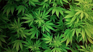 Հայտնաբերվել և այրման միջոցով ոչնչացվել է 6603 կգ վայրաճ կանեփի զանգված (տեսանյութ)