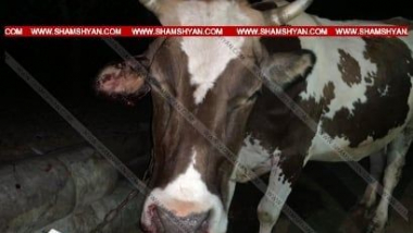 «Օպել»-ը հարվածել է խոշոր եղջերավոր անասունների․ վարորդը վնասվածքներ է ստացել