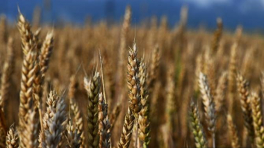 Կառավարությունը կսուբսիդավորի 1 կգ ցորենի համար սահմանված նվազագույն շահավետ գնի 70 դրամը