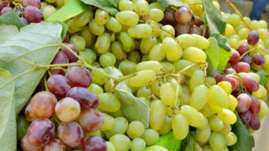 Վարչապետն անհրաժեշտ է համարում խաղողագործների միավորումն ու ասոցիացիաների ստեղծումը