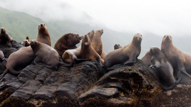 Կամչատկայում նախատեսվում է ստեղծել ծովային առյուծների պահպանության արգելոց