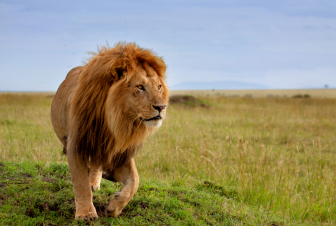Սինգապուրի վայրի բնության այգու չորս առյուծներ վարակվել են կորոնավիրուսով