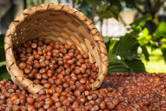 Պնդուկի արտահանումը գրեթե 74 միլիոն դոլար է բերել Վրաստանին