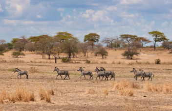 Տանզիանիայի հյուսիսում երաշտի պատճառով ավելի քան 62 հազար կենդանի է անկել