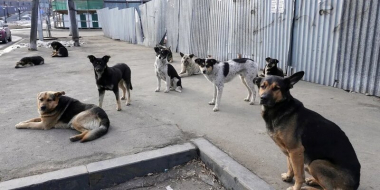 Սախալինում թափառող շները հարձակվել են մանկահասակ երեխաների վրա