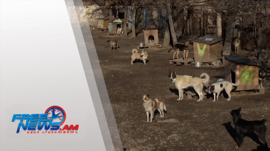Գյումրիում շների սպանդ է իրականացվում