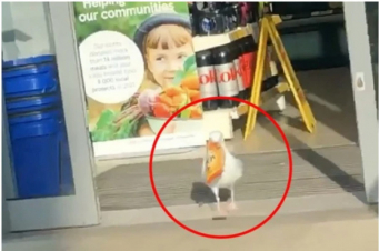 Մեծ Բրիտանիայում ճայը մեկ տարվա ընթացքում խանութից մոտ 17 կիլոգրամ սնունդ է գողացել (տեսանյութ)