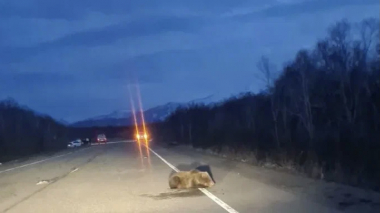 Կամչատկայում մեքենան վրաերթի է ենթարկել երկու արջի