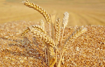 Վրաստանը 1 տարով կարգելի ցորենի և գարու արտահանումը