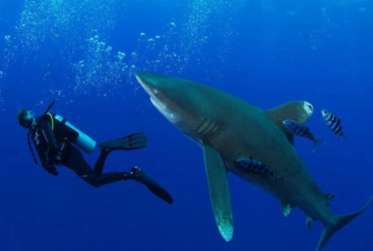 Հուրգադայում շնաձկների ագրեսիայի պատճառ կարող է եղած լինել մոտորանավակների աղմուկը. փորձագետ