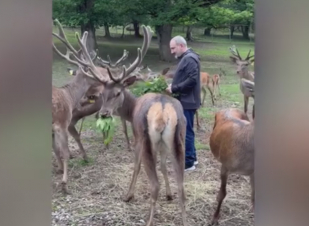 Նիկոլ Փաշինյանը այցելել է «Կովկասյան ազնվացեղ եղջերուներ բազմացման կենտրոն».Աննա Հակոբյանը տեսանյութ է հրապարակել