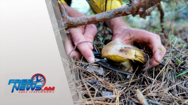 Սնկերից թունավորման դեպքերի մեծ մասը գրանցվել են Լոռու մարզում (տեսանյութ)