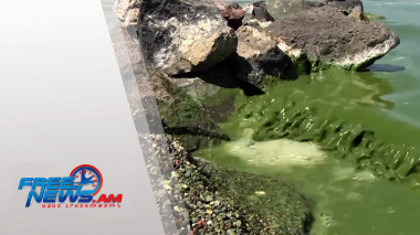 Կապուտակ գեղեցկուհին կրկին կանաչել է