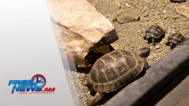 Նոր ծնունդ ՝ Երևանի կենդանաբանական այգում