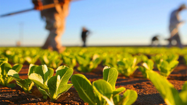 Գյուղատնտեսական համախառն արտադրանքի ծավալը 2021-ին 2020-ի համեմատությամբ աճել է 13 տոկոսով