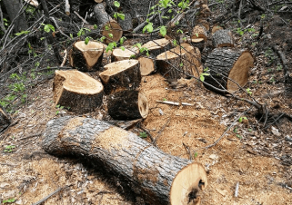 Ապօրինի ծառահատման դեպքի առթիվ նախաձեռնված քրեական վարույթի շրջանակներում ձերբակալություններ են եղել