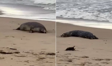 Կասպից ծովի ափին սատկած փոկեր են հայտնաբերվել