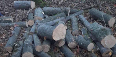 Ոստիկանները ձերբակալել են Հրազդանի կիրճում ծառեր հատած երկու տղամարդու