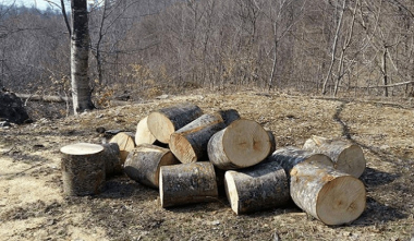 Համայնքային ոստիկաններն ապօրինի ծառահատման դեպքեր են բացահայտել Սյունիքում