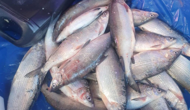 Առգրավվել է 1843.8 կգ սիգ, հայտնաբերվել են իրավախախտումներ