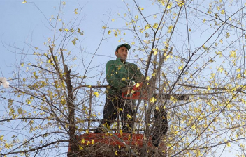 Վաղը Երևանի որոշ փողոցներ մասամբ փակ կլինեն․ իրականացվելու է ծառերի էտ