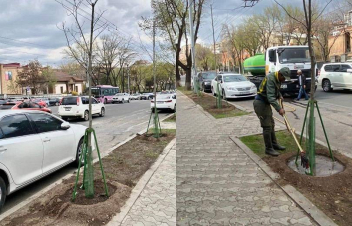 Բաղրամյան պողոտայում 3 տասնյակից ավելի հասուն տնկիներով լրացումներ են կատարվել