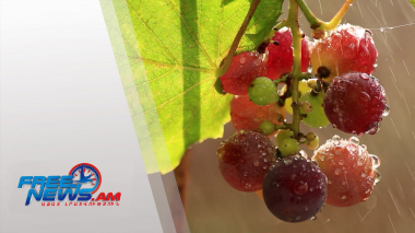 Բացահայտել հայկական վայրի խաղողների գենետիկական բազմազանությունը