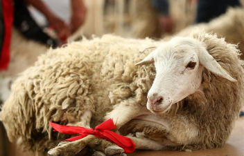 Սյունիքում կանցկացվի «Ոչխարների խուզման» փառատոն․ հրավիրված են բարձրաստիճան այրեր, դեսպաններ