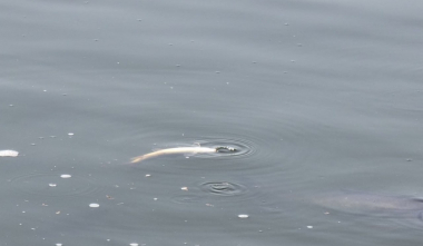 Ահազանգ է ստացվել, որ Երևանի Վարդավառի լիճը փառակալած է, կան անկած ձկներ․ իրականացվել է նմուշառում