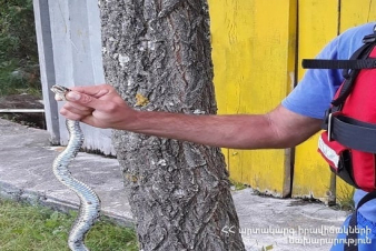 1 օրում հայտնաբերվել են 3 գյուրզա, 2 շահմար, 5 սահնօձ, լորտու տեսակի 3 սողուն և տեղափոխվել անվտանգ տարածք