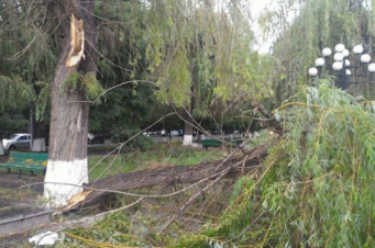 Իջևան քաղաքում քամու հետևանքով ծառի ճյուղեր են կոտրվել