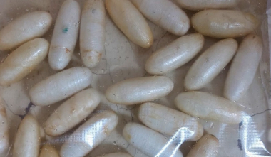 Փորձ է արվել մաքսանենգ ճանապարհով Բրազիլիայից Հայաստան տեղափոխել կոկաինի առանձնապես խոշոր խմբաքանակ. ՊԵԿ