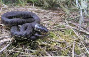 Փրկարարներն անվտանգ տարածք են տեղափոխել օձերին