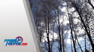 Սոճիների հատման մեծ վտանգ կա