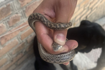 Փրկարարներն անվտանգ տարածք են տեղափոխել օձերին