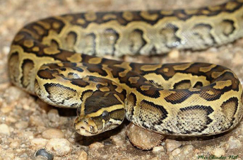 Օգոստոսի 1-3-ը Երևանում և մարզերում սողունների հայտնաբերման 20 ահազանգ է ստացվել