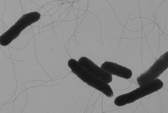 Ավստրիայում սալմոնելայի բռնկում է տեղի ունեցել