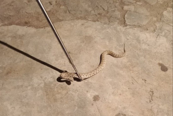 Փրկարարներն անվտանգ տարածք են տեղափոխել օձերին