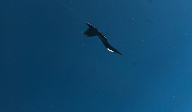 Ժիտոմիրում մարտական ուսումնական ինքնաթիռներ են բախվել. երեք օդաչու է զոհվել