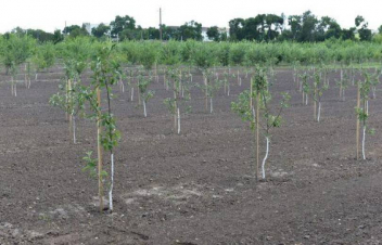 ՍԱՏՄ-ն նմուշառել է Հայաստան ներմուծված թուրքական ծագման տնկիները