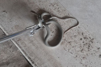 Փրկարարներն անվտանգ տարածք են տեղափոխել օձերին