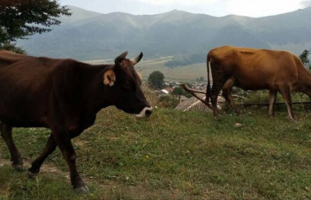 Կոտայքի մարզի պարեկները հայտնաբերել են անասնաբույժին պատկանող գողացված ու մnրթված կովերին