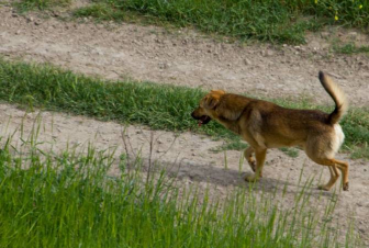 Գյումրիում շունը հարձակվել է 74 տարեկան կնոջ վրա