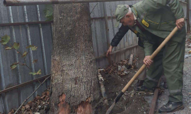 Կարմիր գրքում գրանցված սոսիների բնաբաժակները բացվել են և մաքրվել շինարարական աղբից