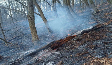 Փրկարարները մարել են «Դիլիջան ազգային պարկ»-ում բռնկված հրդեհը