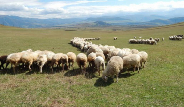 Արա գյուղում գողացել էին ամբողջ հոտը