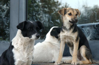 Հայաստանում անցած տարի մարդկանց վրա թափառող շների հարձակվելու 134 դեպք է գրանցվել