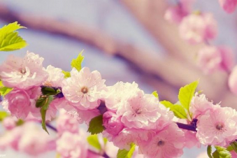 Գարունը լիարժեք դիրքավորվում է. ինչ եղանակ է սպասվում առաջիկա օրերին