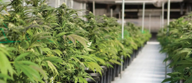 Էջմիածնում հայտնաբերել է թմրանյութերի աճեցման լաբորատորիա